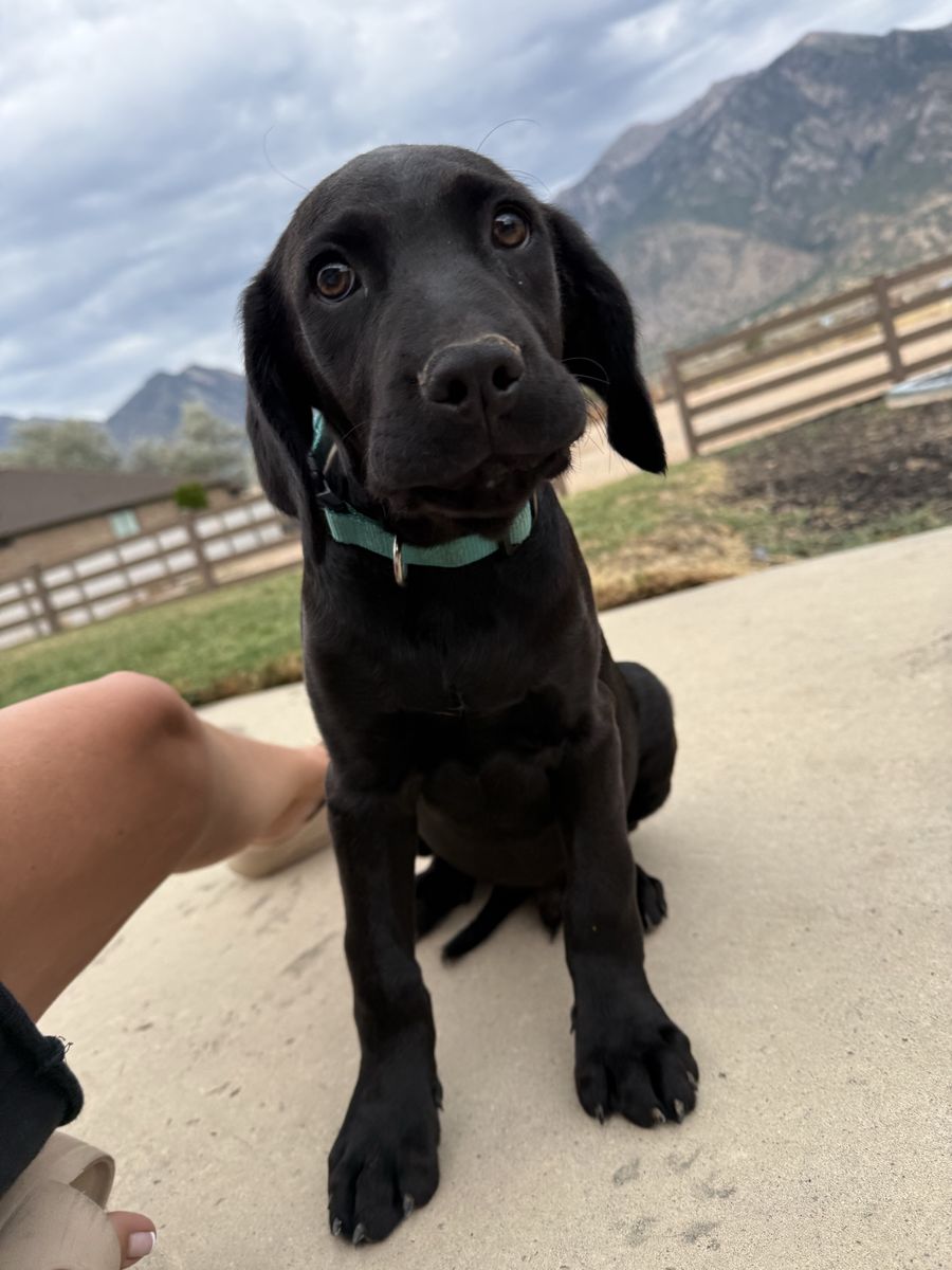 CorsoDoodle
