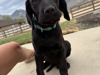 CorsoDoodle