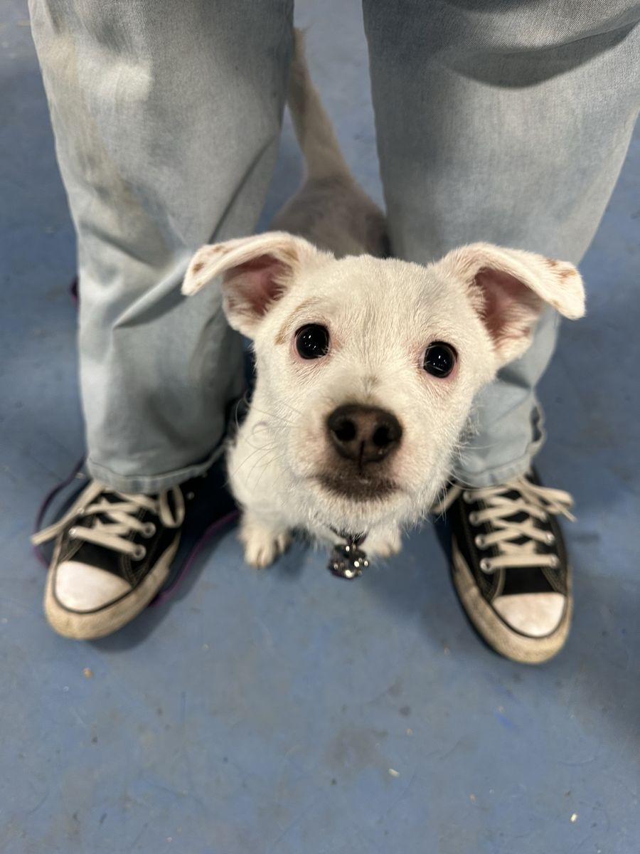 Chihuahua X puppy