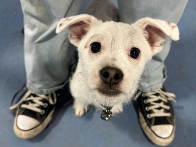 Chihuahua X puppy