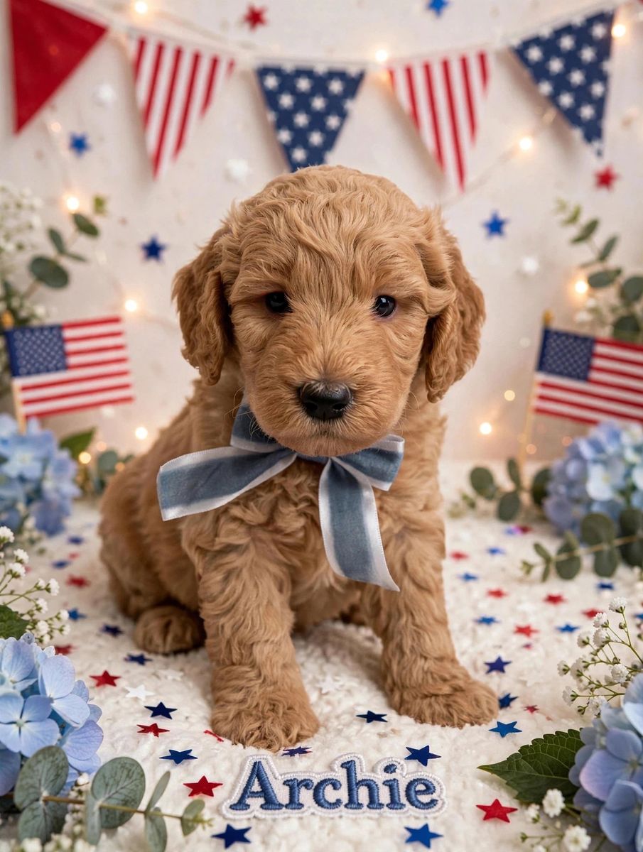 Mini goldendoodle