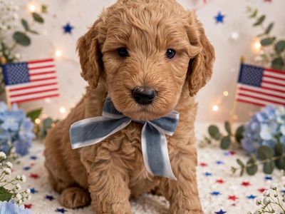 Mini goldendoodle