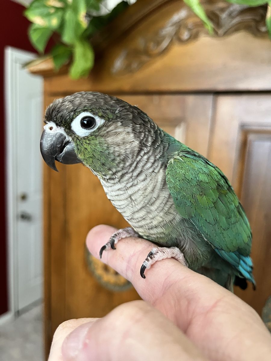 Turquoise Green Cheek Conures