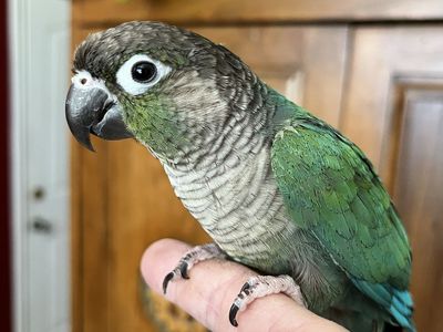 Turquoise Green Cheek Conures