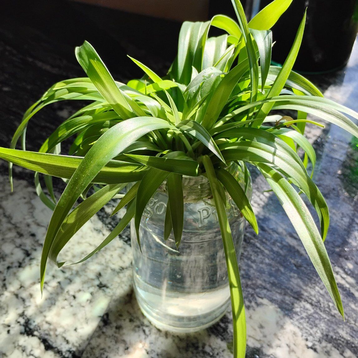 variegated spider plant