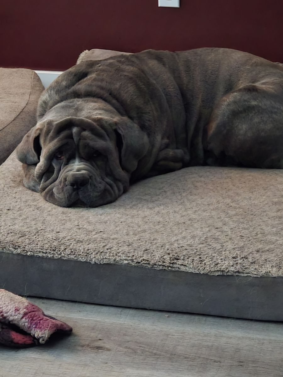 1 and Half Year Old Cane Corso