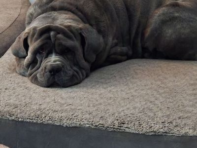 1 and Half Year Old Cane Corso