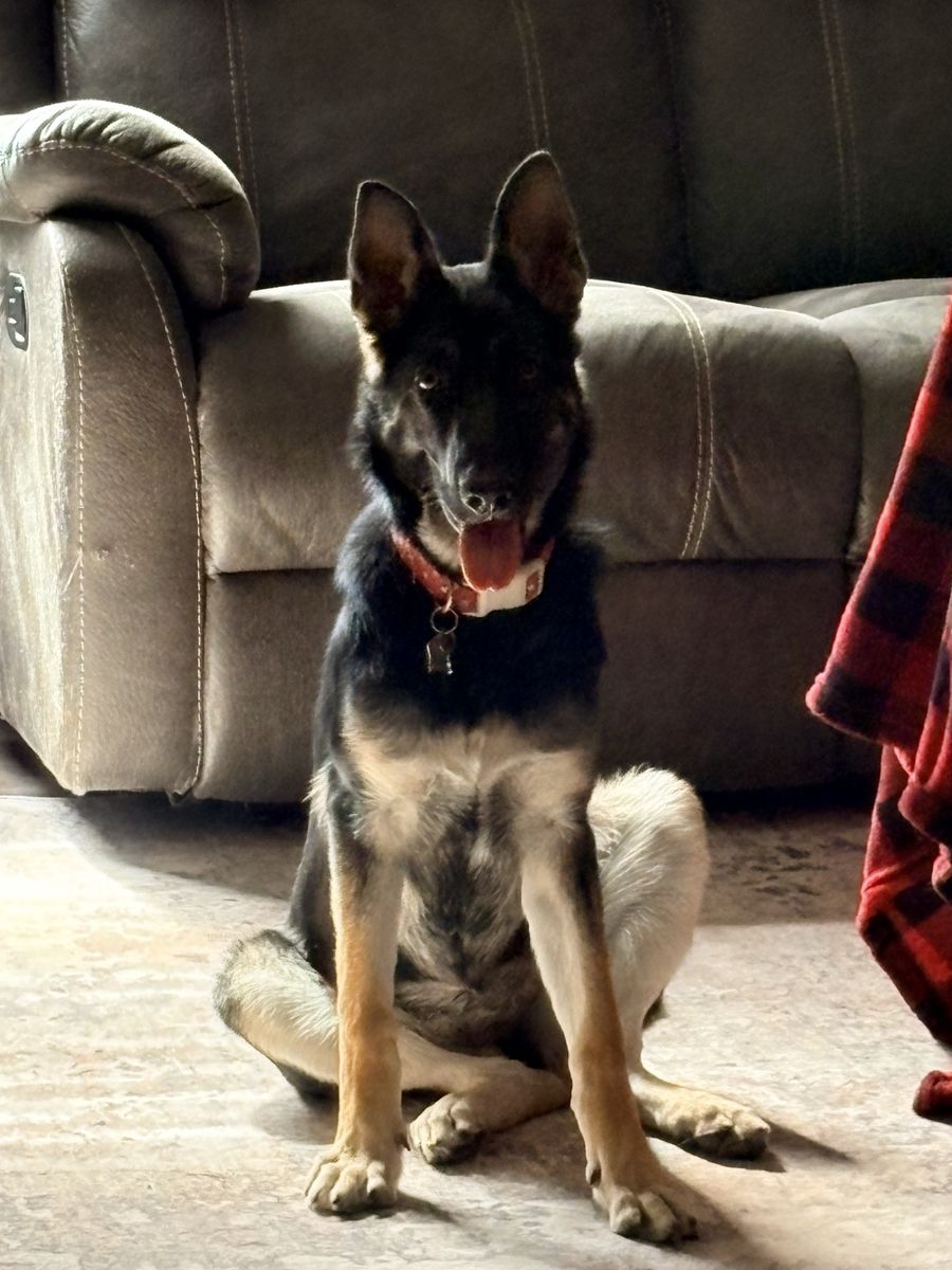 German shepherd