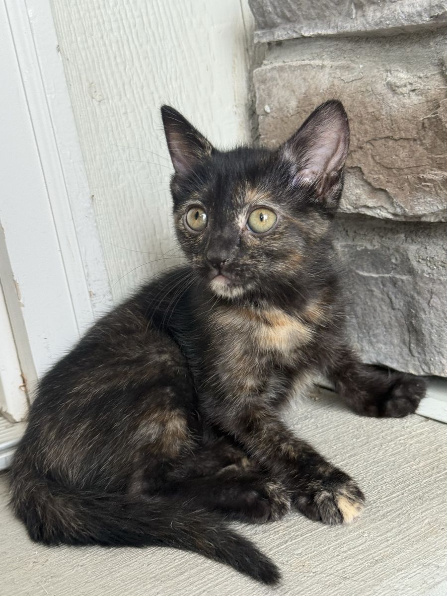 Vaccinated 8 week beautiful tort kitten. Super affectionate!