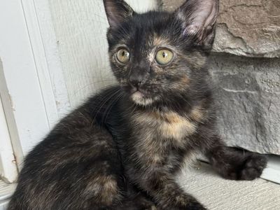 Vaccinated 8 week beautiful tort kitten. Super affectionate!