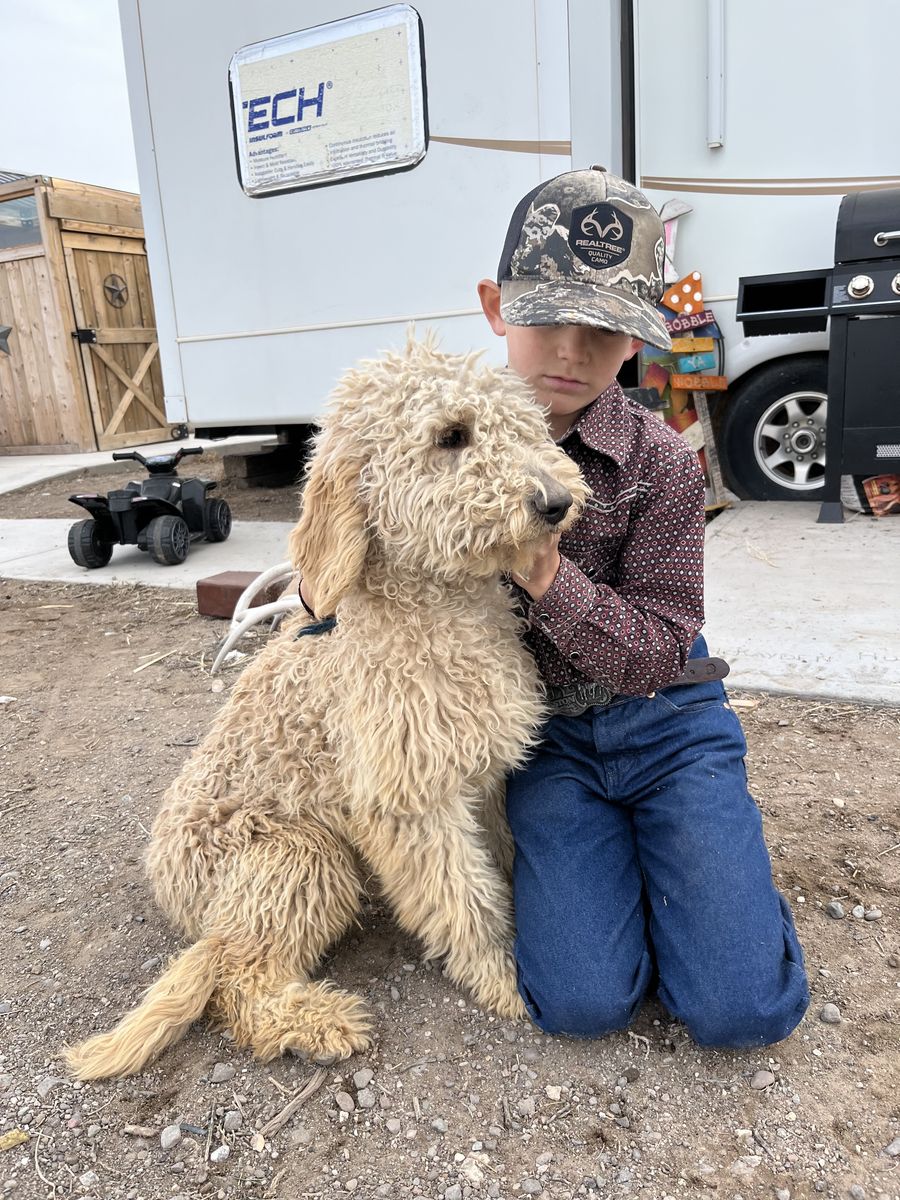 3 Young Goldendoodles