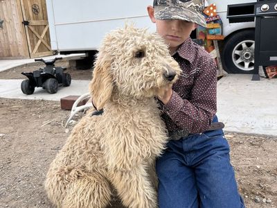 3 Young Goldendoodles