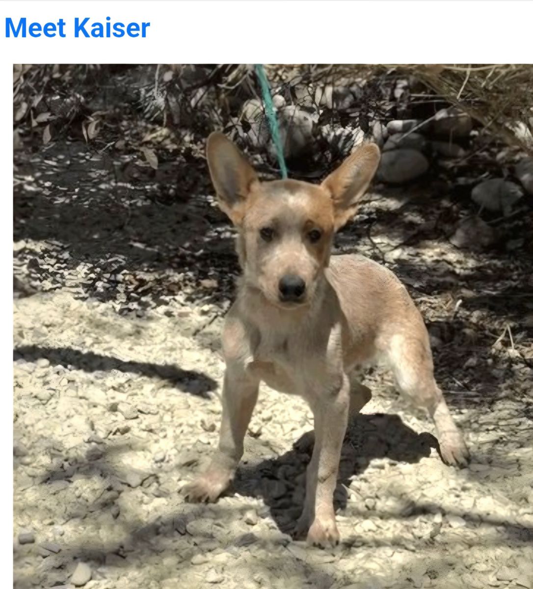 Kaiser, 4 month old red heeler/Australian Cattle Dog 