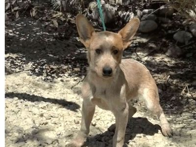 Kaiser, 4 month old red heeler/Australian Cattle Dog