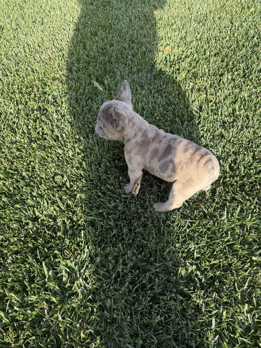 Better deal!! AKC French bulldog puppies