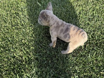 Better deal!! AKC French bulldog puppies