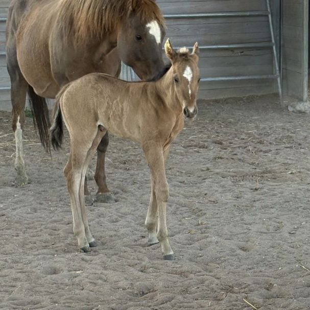 Colt out of Hesa Sailin Perty x Lil Painted Over foaled 5/11/26