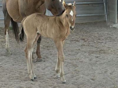 Colt out of Hesa Sailin Perty x Lil Painted Over foaled 5/11/26