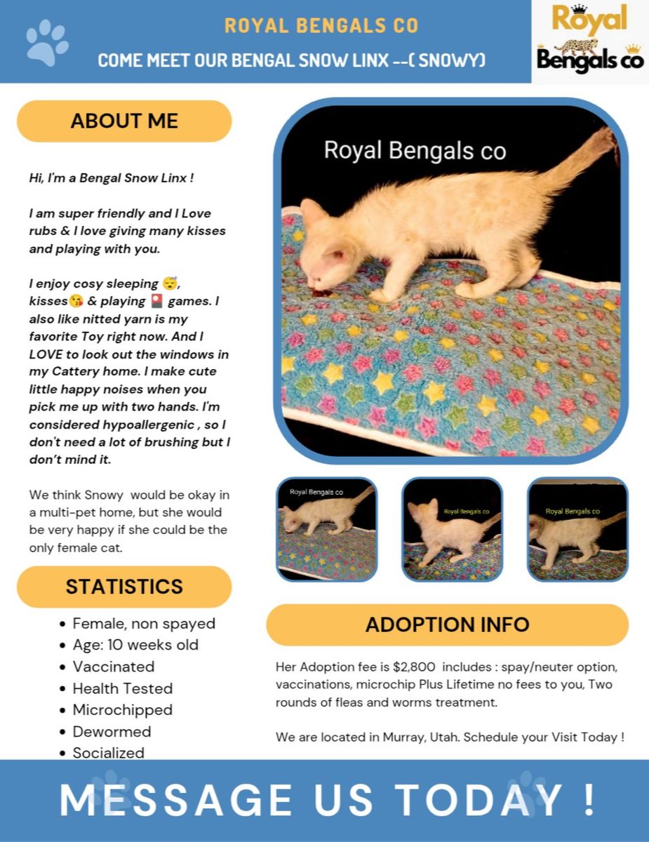 Tica Registered Snow Bengal Linx kitten 
 READY FOR  ADOPTION NOW !!