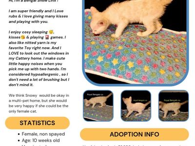 Tica Registered Snow Bengal Linx kitten
READY FOR ADOPTION NOW !!