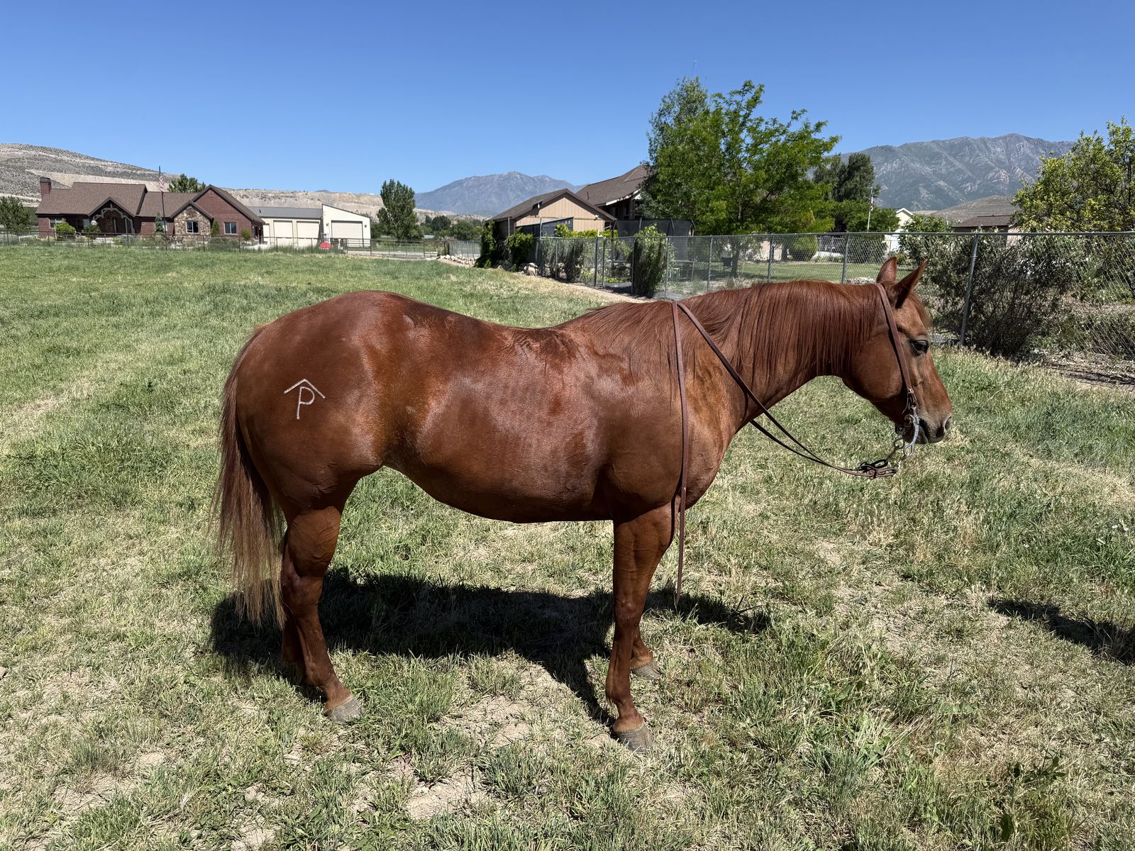 AQHA Cow horse mare