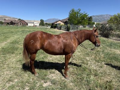 AQHA Cow horse mare