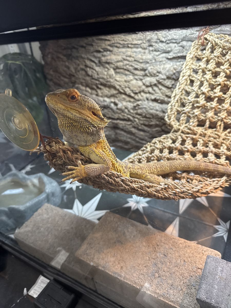 Bearded dragon