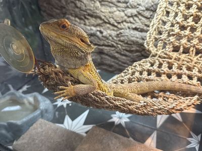 Bearded dragon