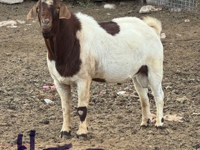 Boer Billies