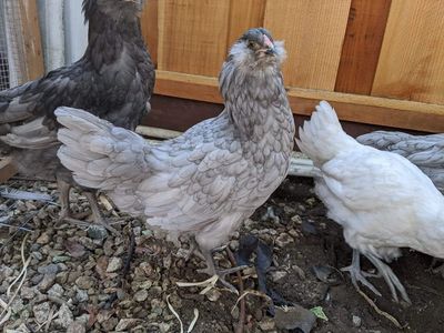 any easter eggers available?