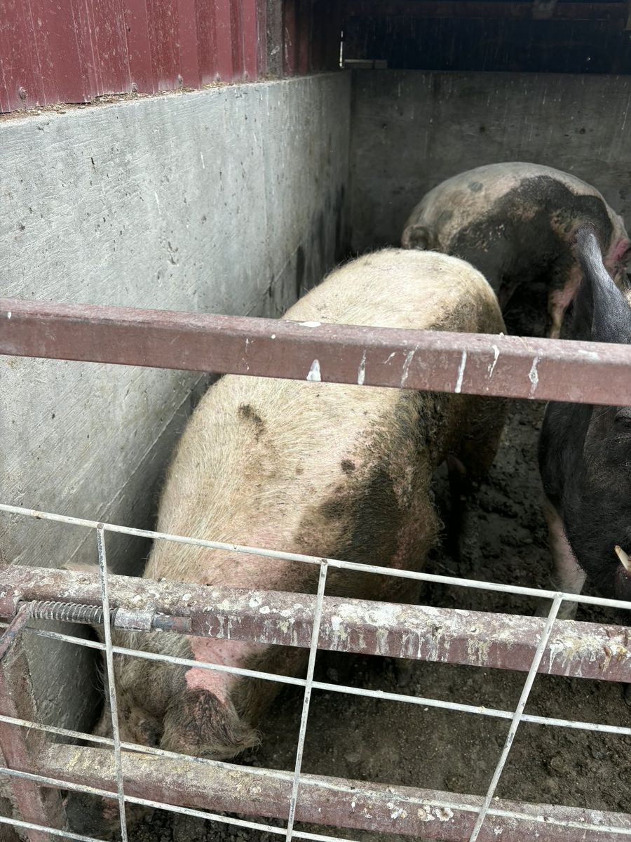 Pigs/Puercos Read/Leer