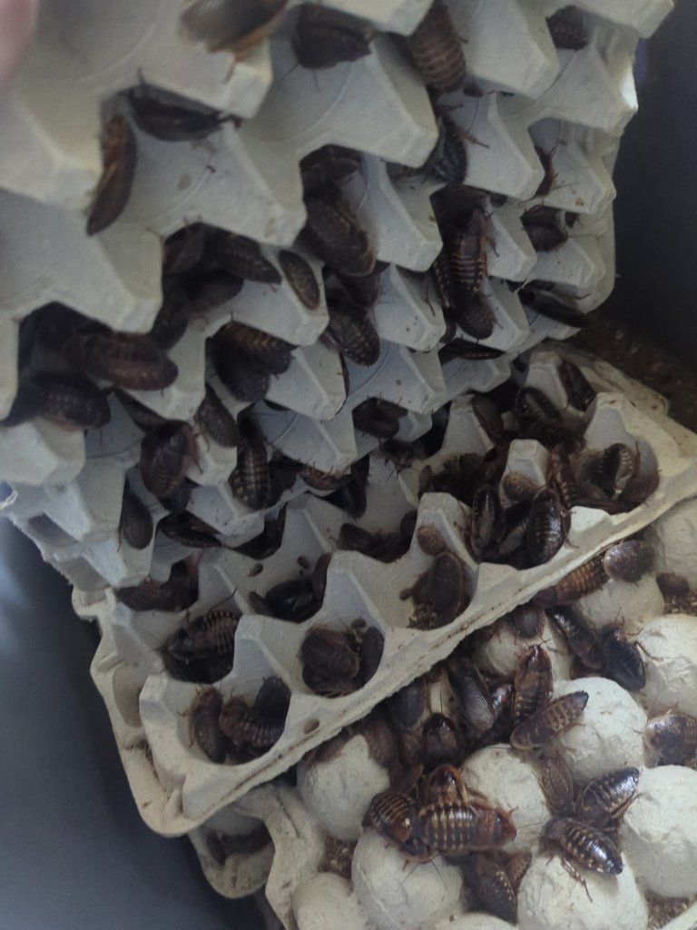 Dubia Colony Starter Kit