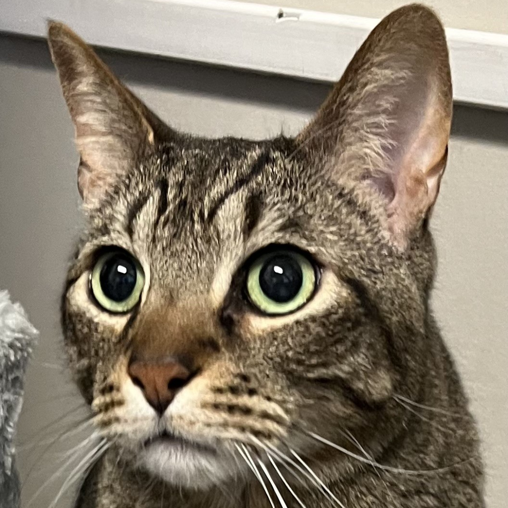 Hello my name is Percy