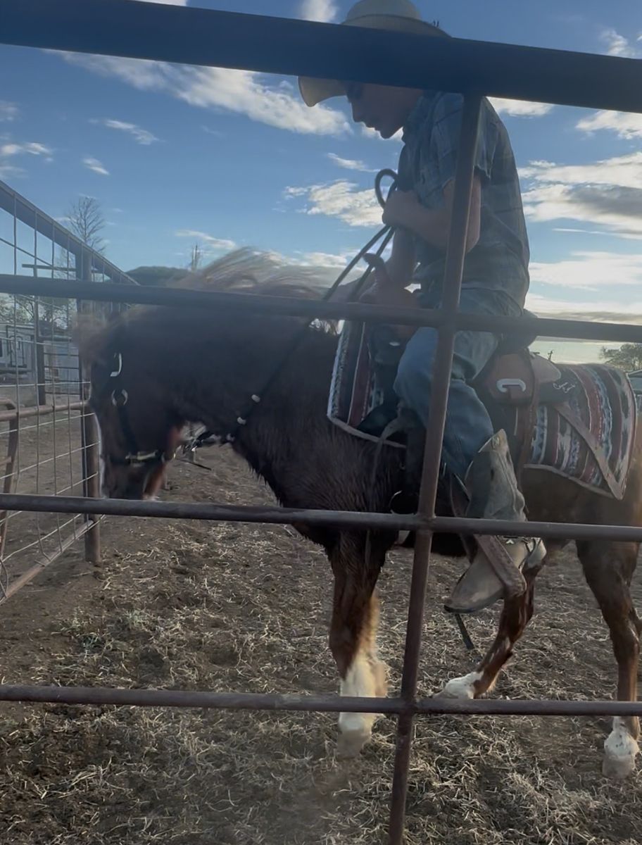 I do Colt and pony breaking
