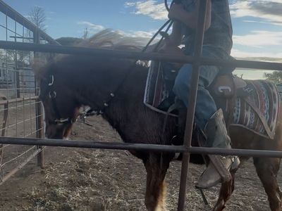 I do Colt and pony breaking