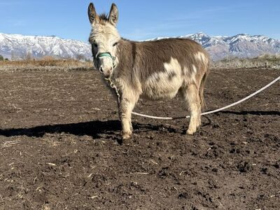Mini Donkey Stud