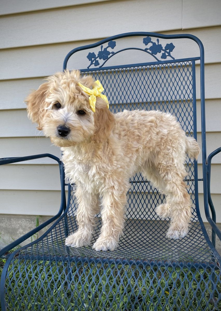 Goldendoodle/golden doodle female puppies