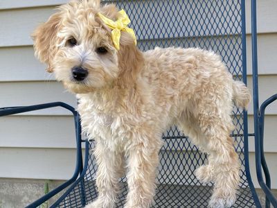 Goldendoodle/golden doodle female puppies