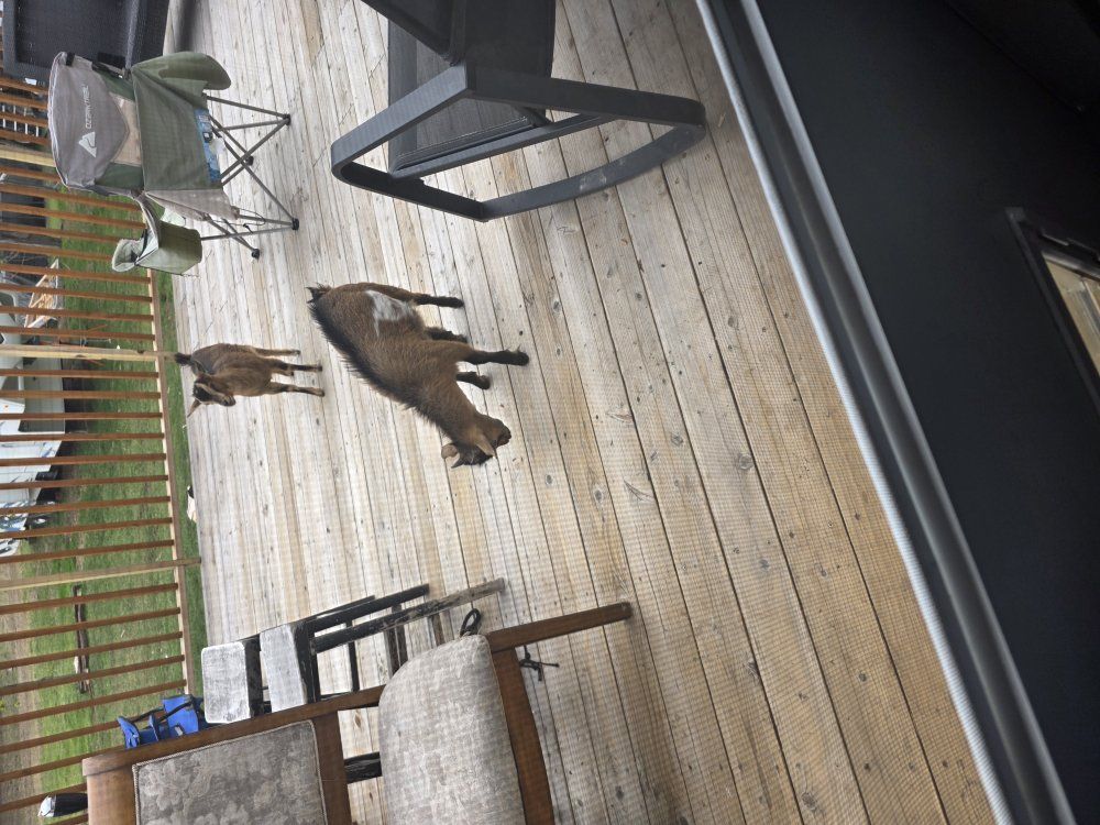 Baby Pygmy Goats – Ready for New Homes