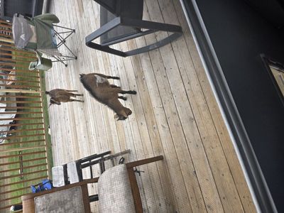 Baby Pygmy Goats – Ready for New Homes