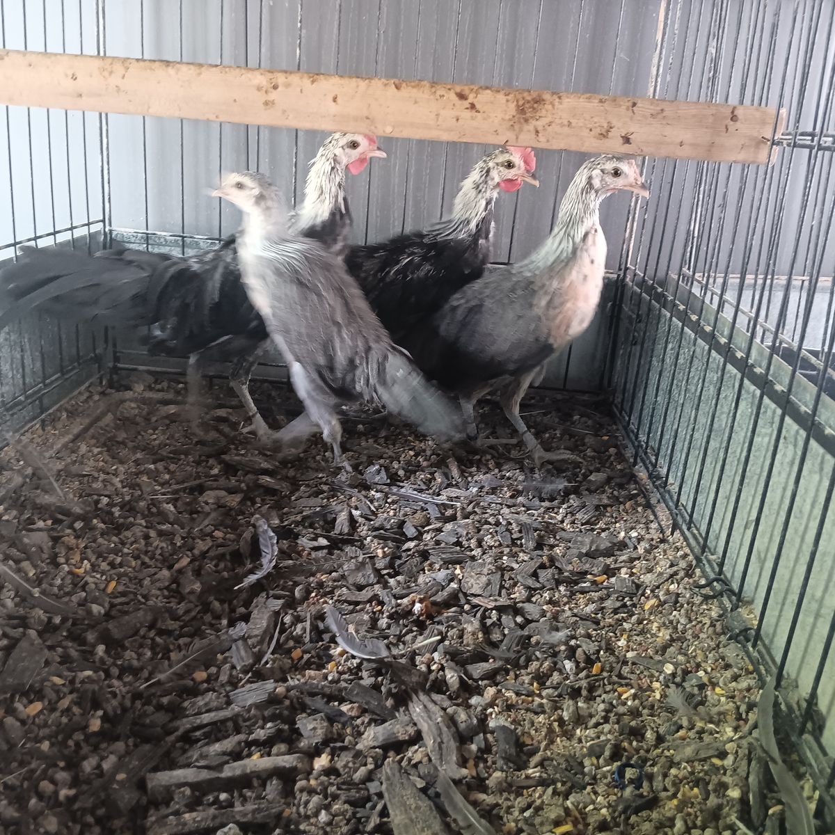 Phoenix bantams. Got a beautiful trio of young Phoenix bamtams