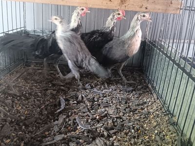 Phoenix bantams. Got a beautiful trio of young Phoenix bamtams