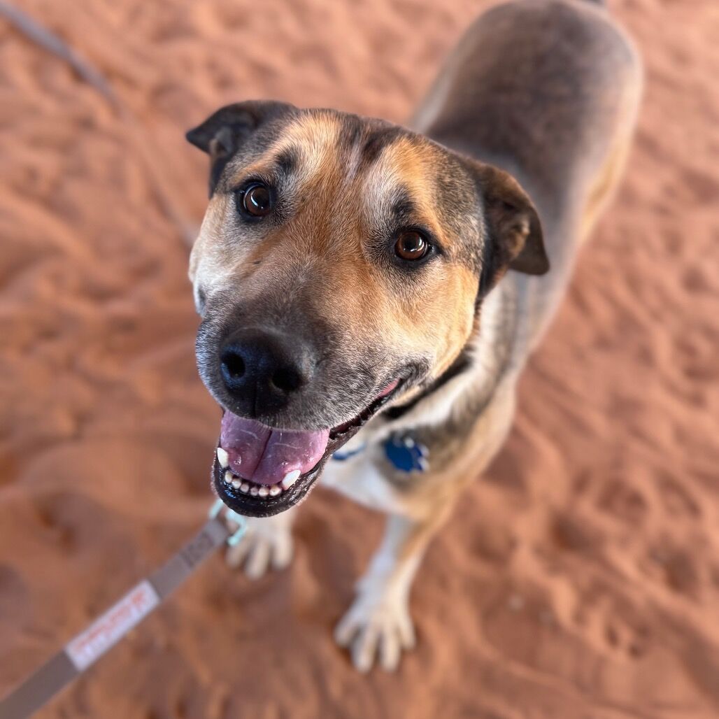 Hello my name is Ripley