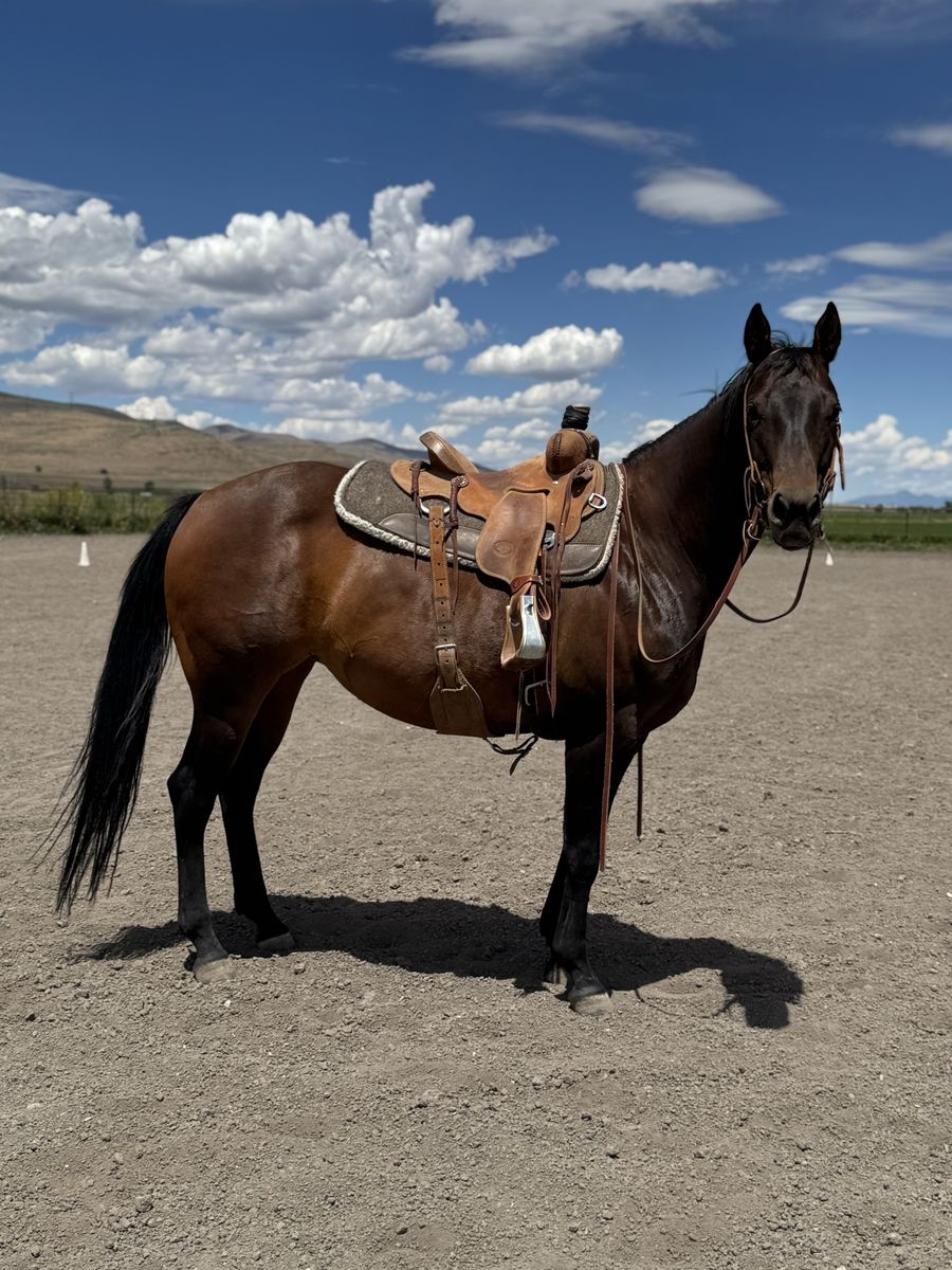 AQHA 6 Year Old Bay Mare MUST SELL ASAP