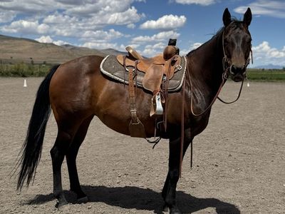 AQHA 6 Year Old Bay Mare MUST SELL ASAP