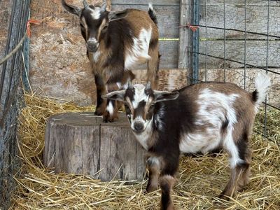 Friendly Nigerian Dwarf Bucklings