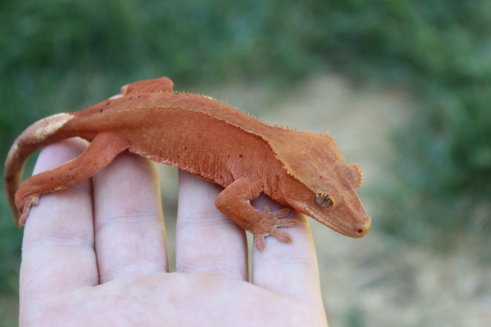 Female het soft scale crested gecko