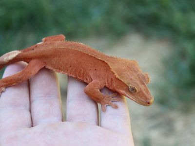 Female het soft scale crested gecko