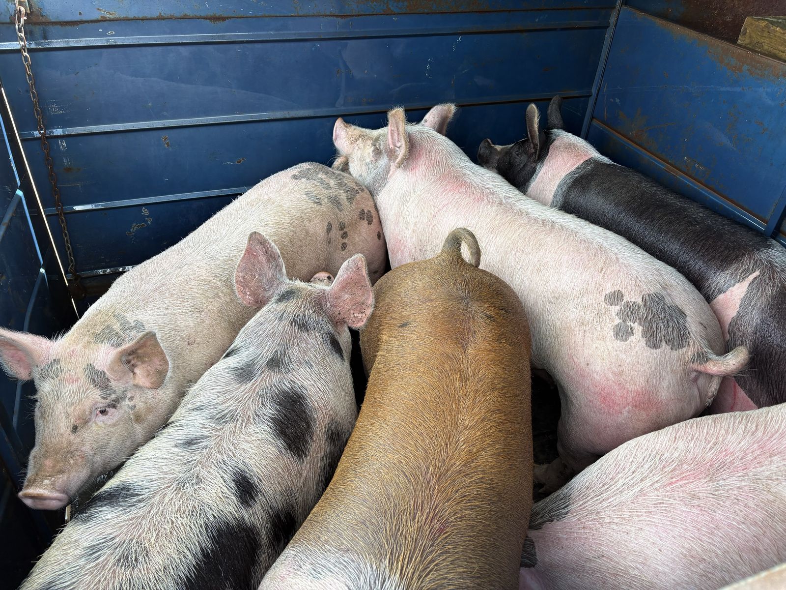 Butcher Pigs / Replacement Sows