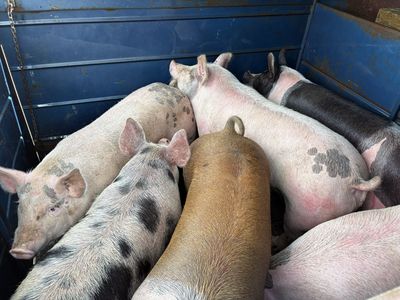 Butcher Pigs / Replacement Sows